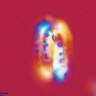 Ellipsolithus distichus 66860