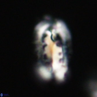 Ellipsolithus distichus 66861