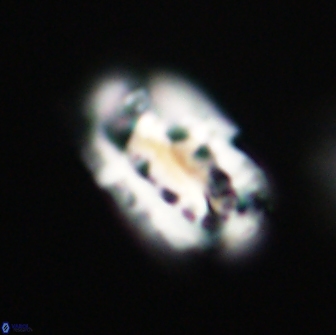 Ellipsolithus distichus 66862