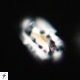 Ellipsolithus distichus 66862