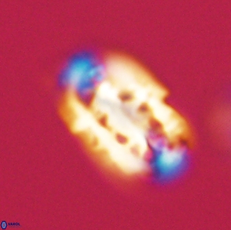 Ellipsolithus distichus 66863