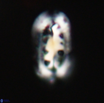 Ellipsolithus distichus 66865