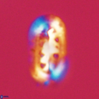 Ellipsolithus distichus 66867