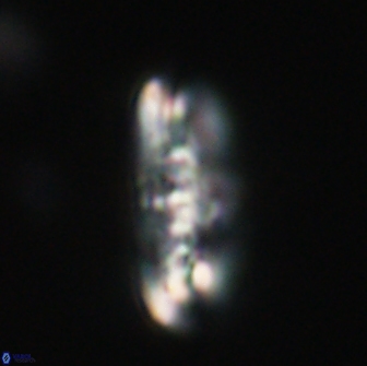 Ellipsolithus distichus 66821