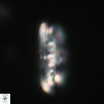 Ellipsolithus distichus 66821