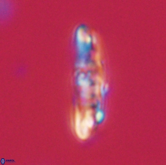 Ellipsolithus distichus 66822