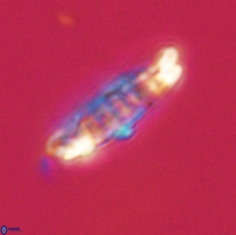 Ellipsolithus distichus 66823