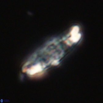 Ellipsolithus distichus 66824