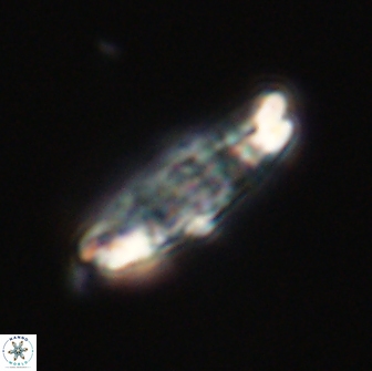 Ellipsolithus distichus 66824