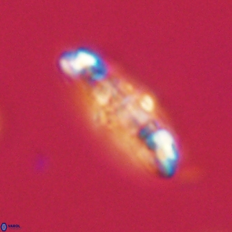 Ellipsolithus distichus 66826