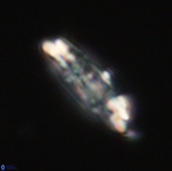 Ellipsolithus distichus 66827