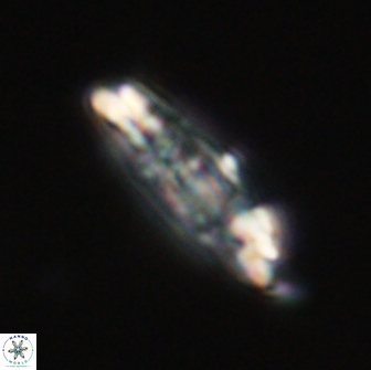 Ellipsolithus distichus 66827