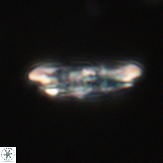 Ellipsolithus distichus 66828