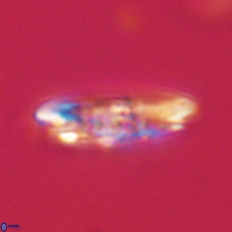 Ellipsolithus distichus 66829