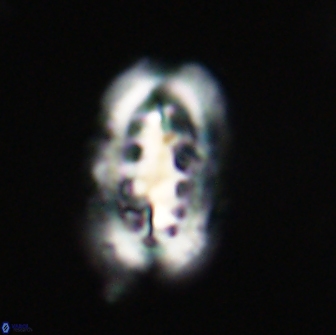 Ellipsolithus distichus 66830