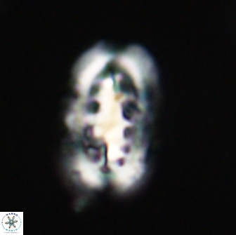 Ellipsolithus distichus 66830