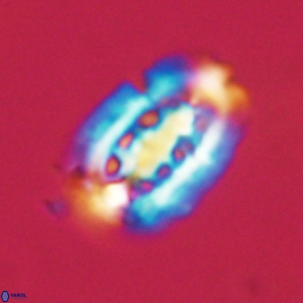 Ellipsolithus distichus 66832