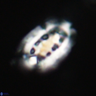 Ellipsolithus distichus 66834