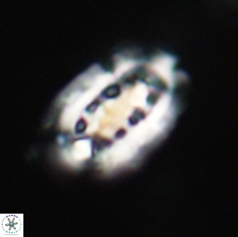 Ellipsolithus distichus 66834