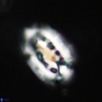 Ellipsolithus distichus 66835