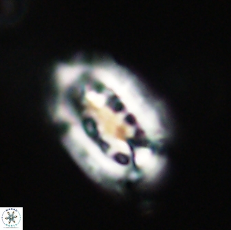 Ellipsolithus distichus 66835