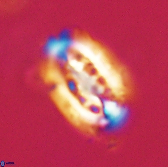 Ellipsolithus distichus 66836