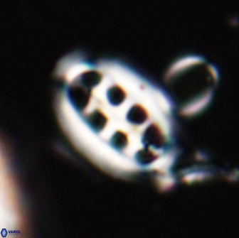 Ellipsolithus distichus 20257