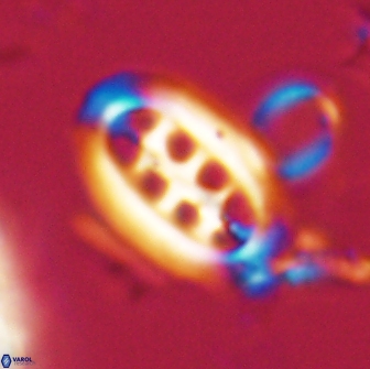 Ellipsolithus distichus 20259