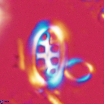 Ellipsolithus distichus 20261