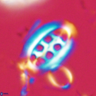 Ellipsolithus distichus 20262