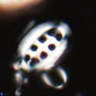 Ellipsolithus distichus 20263