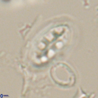 Ellipsolithus distichus 20264