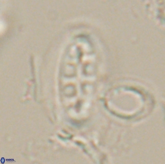 Ellipsolithus distichus 20265