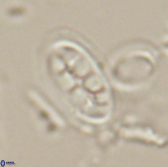 Ellipsolithus distichus 20266