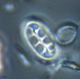 Ellipsolithus distichus 20267