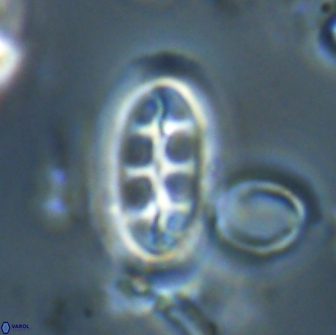 Ellipsolithus distichus 20268