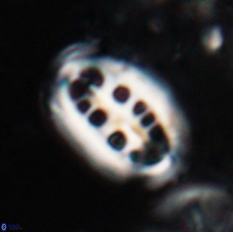 Ellipsolithus distichus 23389