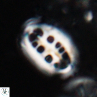 Ellipsolithus distichus 23389