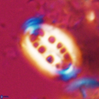 Ellipsolithus distichus 23390