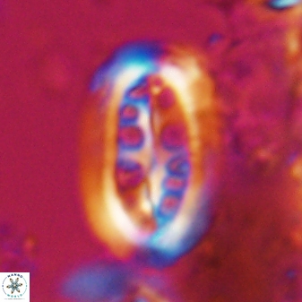 Ellipsolithus distichus 23391