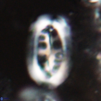 Ellipsolithus distichus 23392