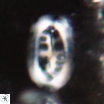 Ellipsolithus distichus 23392