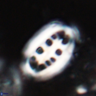 Ellipsolithus distichus 23393