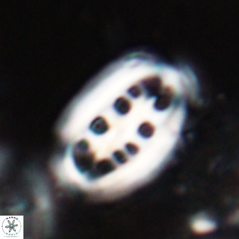 Ellipsolithus distichus 23393