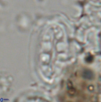 Ellipsolithus distichus 23395