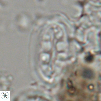 Ellipsolithus distichus 23395