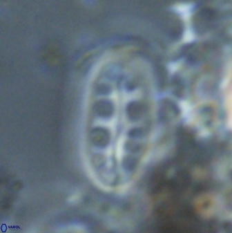 Ellipsolithus distichus 23396