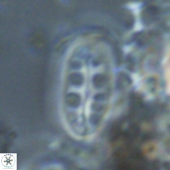 Ellipsolithus distichus 23396