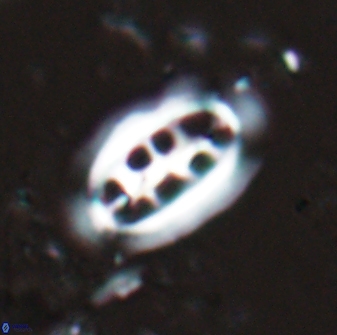 Ellipsolithus distichus 24751