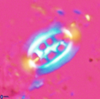 Ellipsolithus distichus 24752